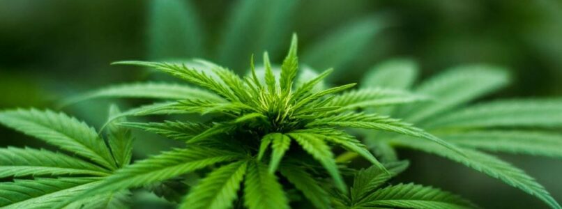 Marijuana Plant