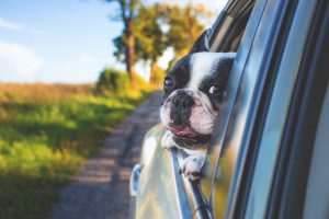 Auto insurance -- Black and white Boston Terrier peeks out of car window as car drives on road.