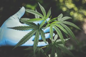 Marijuana plant - legalized marijuana creates complications for workplace policies