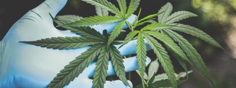 Marijuana plant - legalized marijuana creates complications for workplace policies
