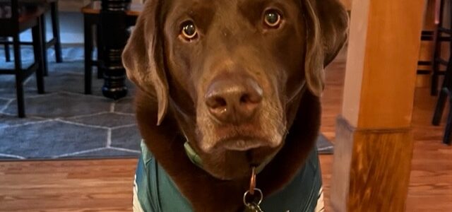 The Delp family decided to get pet insurance for Rubin the dog.