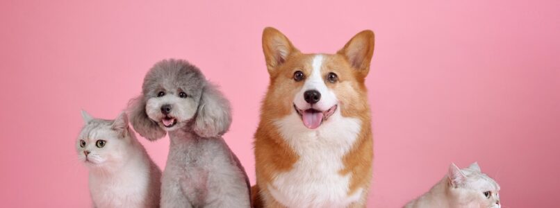 Pet insurance is designed to defray expenses for routine and emergency veterinary care.