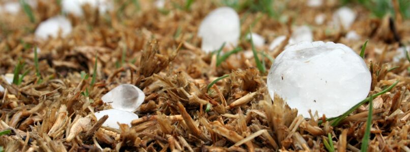 Hailstones shown on a bed of grass. Take the proper steps to minimize hail damage.