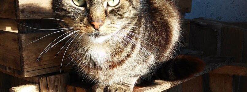 Create a disaster plan for your pets: Cat hiding in an emergency